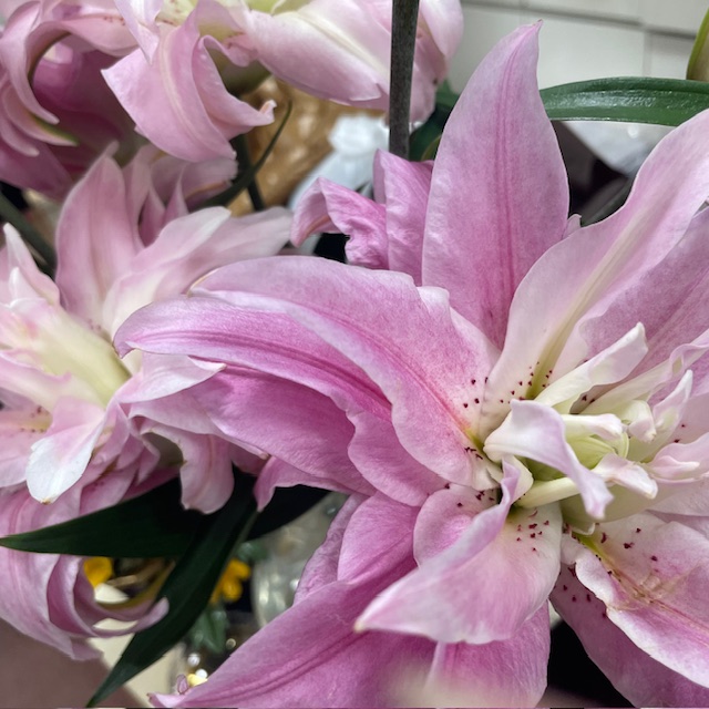 Flowers