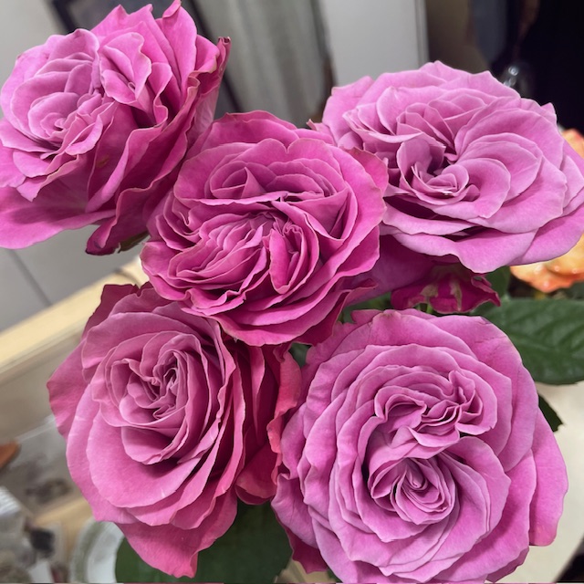 flowers
