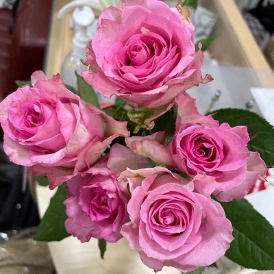 今週の薔薇 スイートユニークとベルギーマム