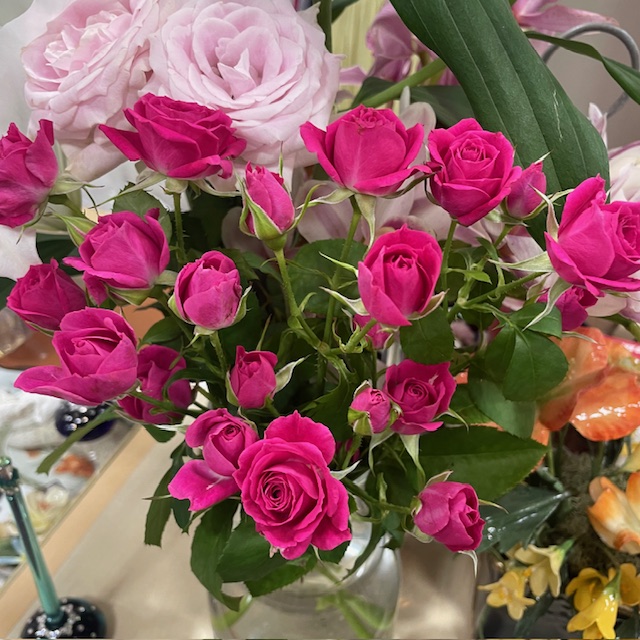 今週の薔薇アリシア