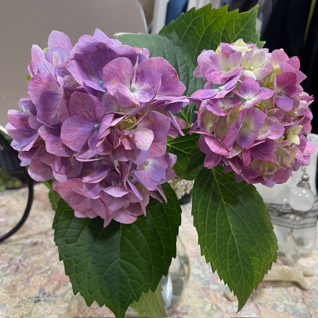紫陽花
