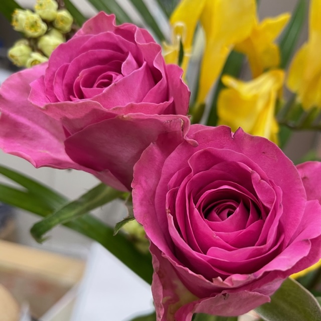 今週のflowers 薔薇、チューリップ、フリージア、きぶしetc