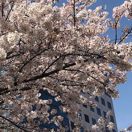 桜咲く